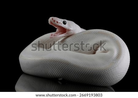 Leucistoc ball python isolated on black background, White ball python on black background, Blue-eyed leucistic python with dark background, Close-up of white ball python on blackk surface