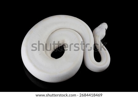 Leucistoc ball python isolated on black background, White ball python on black background, Blue-eyed leucistic python with dark background, Close-up of white ball python on blackk surface