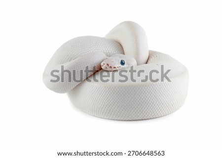 Leucistoc ball python isolated on white background, White ball python on white  background, Blue-eyed leucistic python close-up on isolated background