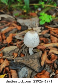 Leucocoprinus cretaceus is a species of mushroom producing fungus in the family Agaricaceae. This pretty is a tropicalsubtropical species, and its occurrence in temperate regions