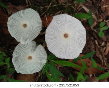 Leucocoprinus fragilissimus, commonly known as the brittle dapperling, is a species of gill fungus in the family Agaricaceae. - Shutterstock ID 2317521053