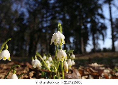 Leucojum vernum, called spring snowflake, is a perennial bulbous flowering plant species in the family Amaryllidaceae that includes the onions, daffodils and Agapanthus.