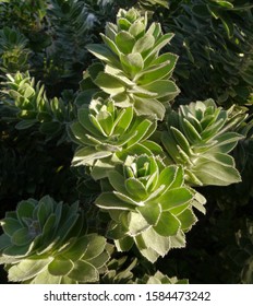 Leucospermum Conocarpodendron Grey Tree Pincushion Plant Leaves