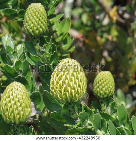 Leucospermum 'High Gold' (Golden Nodding Pincushion) on the Island of Tresco in the Isles of Scilly, England, UK.