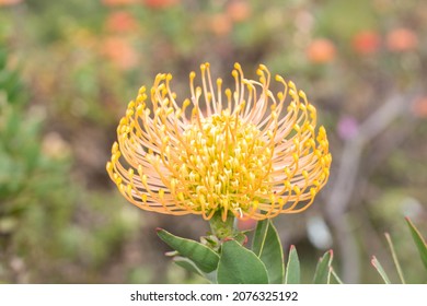 Leucospermum Proteaceae Pincushion From South Africa