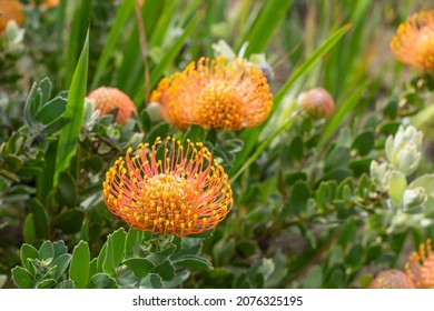 Leucospermum Proteaceae Pincushion From South Africa