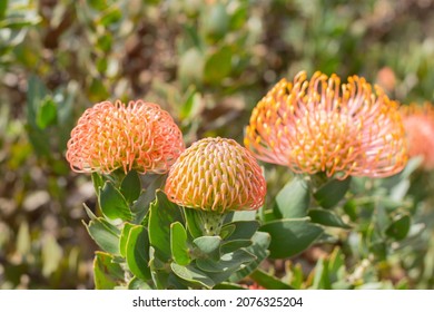 Leucospermum Proteaceae Pincushion From South Africa