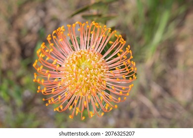 Leucospermum Proteaceae Pincushion From South Africa