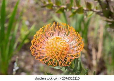 Leucospermum Proteaceae Pincushion From South Africa