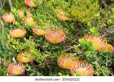 Leucospermum Proteaceae Pincushion From South Africa