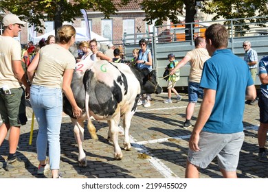 Leuven, Flemish-Brabant, Belgium - September 05, 2022: Farmers , Livestock Farmers Measuring A Cow Outdoors On A Town Square While Crowd Of People Is Looking Behind Barriers