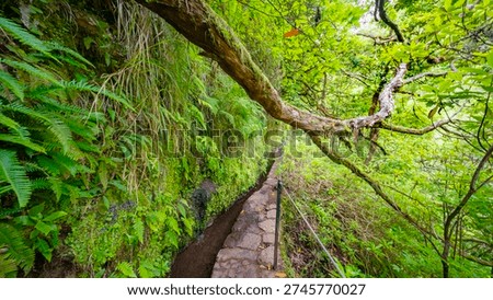 Levada do Caldeirao Verde, Parque Forestal Das Queimadas, Madeira, Portugal, Europe