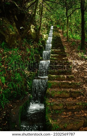 Levada stairs in rainforest, Madeira