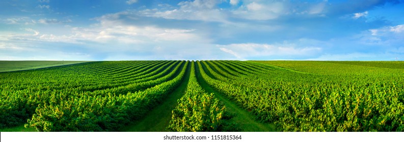 level lines of currants plantation, natural fruit products. - Shutterstock ID 1151815364