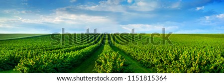 level lines of currants plantation, natural fruit products.