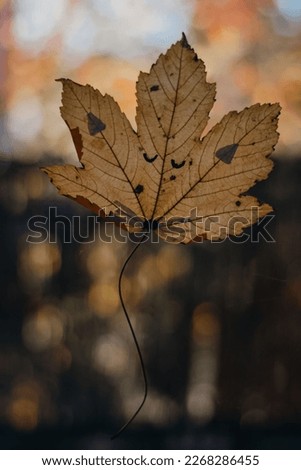 Similar – Image, Stock Photo Close-up of some isolated yellow leaves of rosa rubiginosa with a blurred background of nature