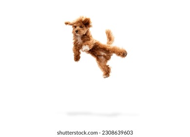 Levitating dog. Portrait with funny animal with red fur and fluffy paws jumping isolated over white studio background. Pet looks healthy and happy. Friend, love, care and animal health concept - Shutterstock ID 2308639603