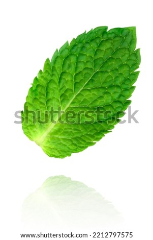 Levitation of mint leave isolated on white background with reflection.