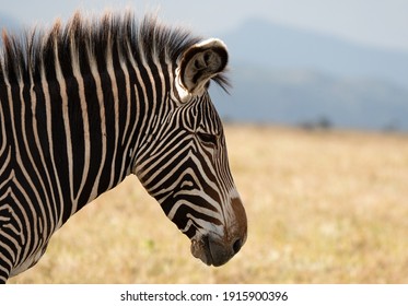 Lewa Wildlife Conservancy, Kenya, Africa