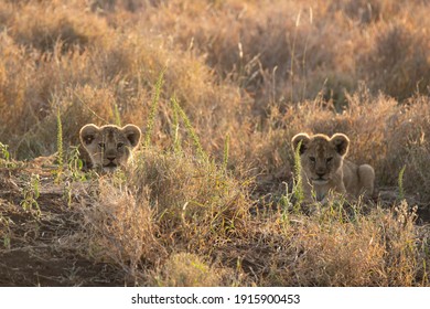 Lewa Wildlife Conservancy, Kenya, Africa