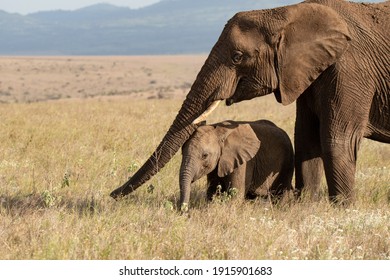 Lewa Wildlife Conservancy, Kenya, Africa