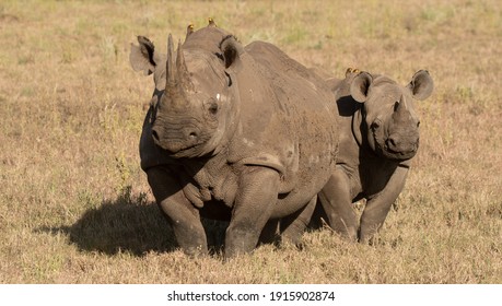 Lewa Wildlife Conservancy, Kenya, Africa