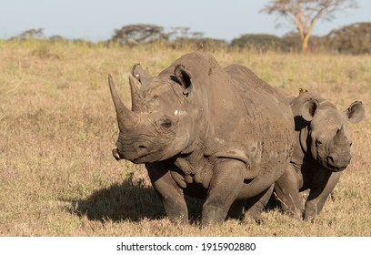 Lewa Wildlife Conservancy, Kenya, Africa