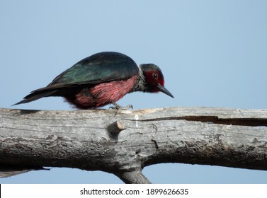 A Lewis Woodpecker Primed For A Takeoff On The Branch Of A Dead Tree.