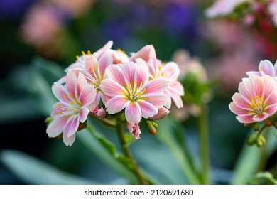 Lewisia cotyledon flower. It's also called Siskiyou lewisia and cliff maids. This plant is native to southern Oregon and northern California but it has been widely introduced elsewhere.