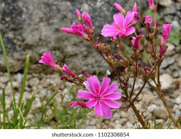 Lewisia  A Plant Genus, Named For Explorer Meriwether Lewis