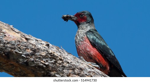 Lewis's Woodpecker