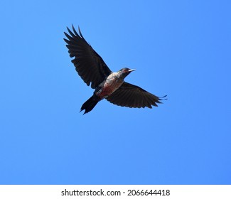 Lewis's Woodpecker (Melanerpes Lewis) Bird