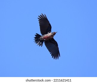 Lewis's Woodpecker
(Melanerpes Lewis) Bird