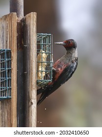 Lewis's Woodpecker (melanerpes Lewis) Eating From A Suet Feeder