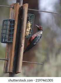 Lewis's Woodpecker (melanerpes Lewis) Eating From A Suet Feeder