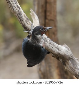 Lewis's Woodpecker (melanerpes Lewis) Hanging From A Dead Branch