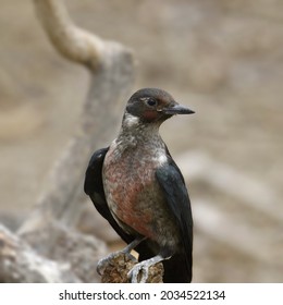 Lewis's Woodpecker (melanerpes Lewis) With It's Head Cocked To The Side