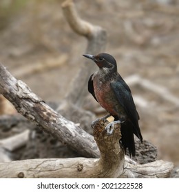 Lewis's Woodpecker (melanerpes Lewis) Perched On A Dead Branches