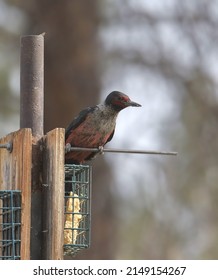 Lewis's Woodpecker (melanerpes Lewis) Perched On A Suet Feeder