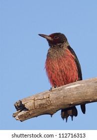 Lewis's Woodpecker, Named For Meriwether Lewis, Perched On Branch With A Blue Sky Background