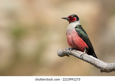 Lewis's Woodpecker Perched on Dead Branch
 - Shutterstock ID 2213991273