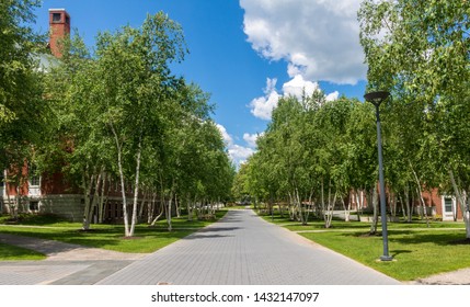 Lewiston, Maine / USA - June 22 2019: Path Through The Bates College Campus Lined With Birch Trees