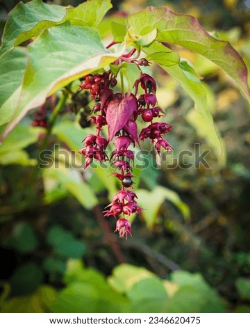 Leycesteria formosa foliage and flowers, himalayan honeysuckle flower. Purple -black berries and green leaves.
