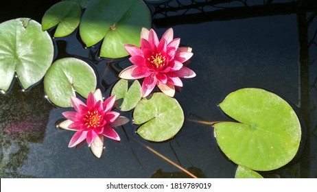 21 Free Cc0 Lily Pads Stock Photos Stocksnap Io