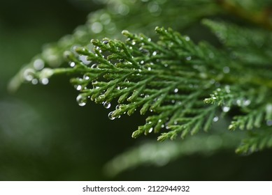 Leyland cypress. Cupressaceae evergreen conifer.
It grows fast and is used for hedges.  - Shutterstock ID 2122944932