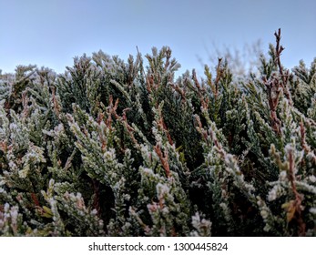 Leyland cypress, (Cupressus × leylandii, also known as leylandii) leaves covered with a thick frost on a cold winter morning in January