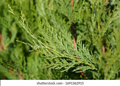 Leyland cypress - Latin name - Cuprocyparis leylandii