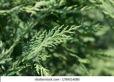 Leyland cypress - Latin name - Cuprocyparis leylandii