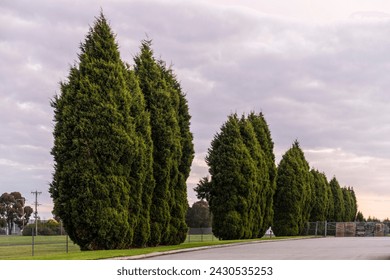 Leyland Cypress trees form a row along the roadside, adding a touch of natural beauty to industrial area. - Powered by Shutterstock