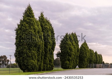Leyland Cypress trees form a row along the roadside, adding a touch of natural beauty to industrial area.